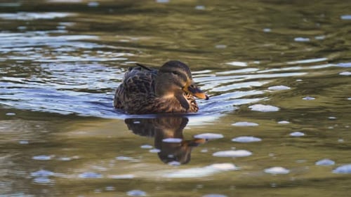 Pato salvaje flotando en un tranquilo estanque reflectante en busca de alimento. Un ánade real nada con gracia