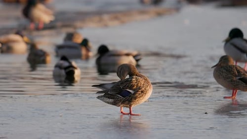 Ducks Grooming on Ice in Winter Sunlight