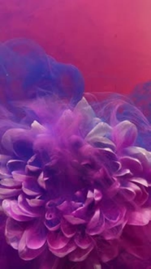Purple Dahlia Dissolving with Ink in Water