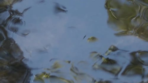 Mittelaufnahme der Oberfläche eines Baches in Zeitlupe mit verzerrter Reflexion des Himmels und der Bäume
