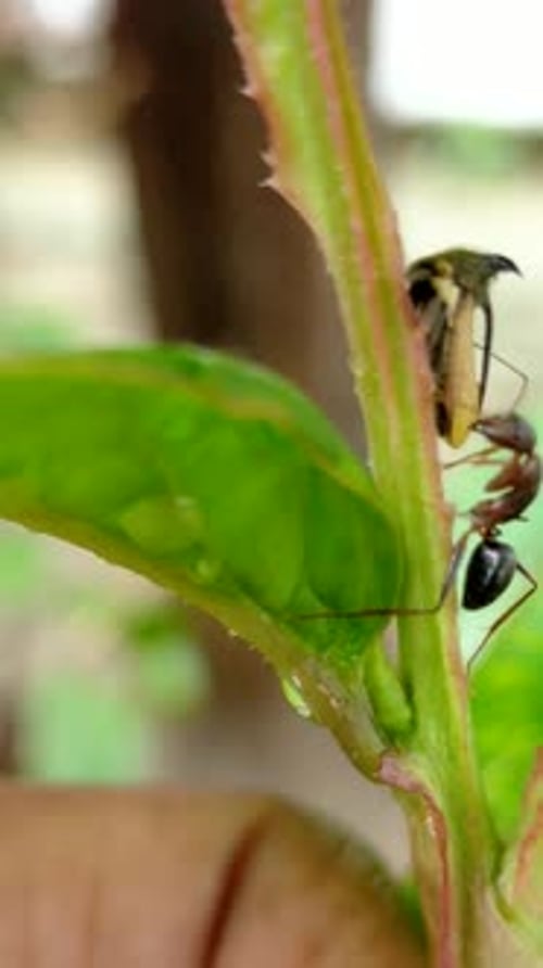 Ant Climbing Up Plant Stem Hd