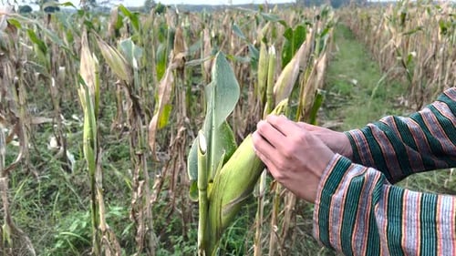 Fresh Corn Being Harvested in Field