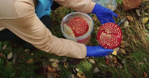 Person with Blue Gloves Handling a Large Red Mushroom Autumn Foraging Activity Nature and Mycology