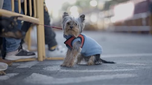 Adorable Chinese Crested Dog Pet During Festival Of Animal In Valencia Spain
