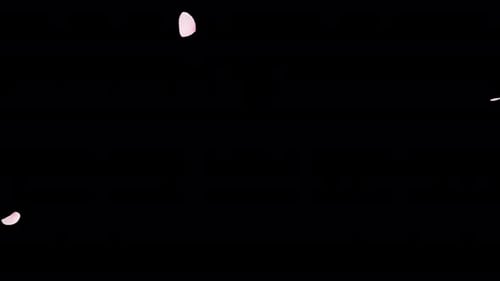 Cherry Blossom Fall on Alpha Channel 4K.