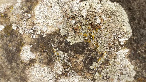 Stone Moss Macro View