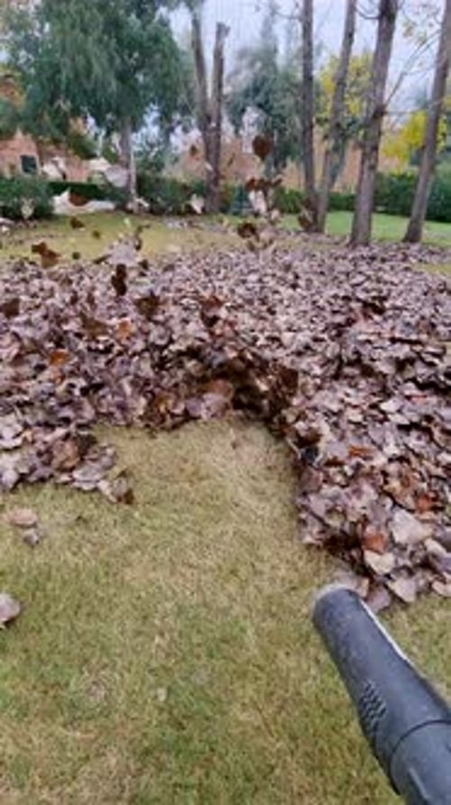 20241130 103439A leaf blower is used to gather fallen leaves on a lawn in a park setting.