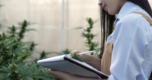 Young woman checking for research on green leaves of cannabis