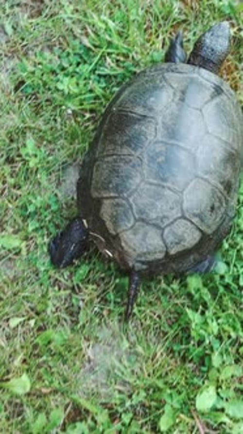 Tortue rampant sur le sol parmi les plantes. Vidéo verticale vue d'en haut