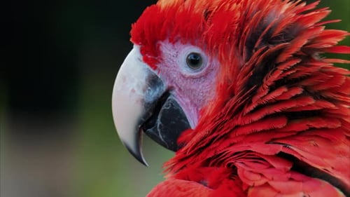 Nahaufnahme eines roten Ara-Vogels auf verschwommenem Hintergrund