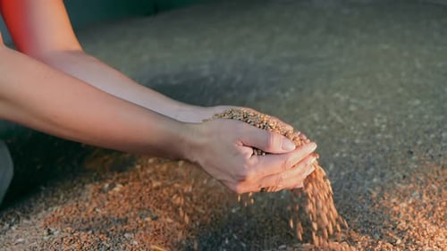 Hands Gently Pouring Wheat Grains Hands Holding and Pouring a Stream of Wheat Grains Captured in