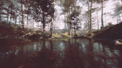 Tranquil Morning Light Filtering Through Lush Trees in a Serene Forest