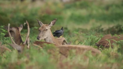 Deer Herd Lying Down in Richmond Park in Tall Colourful Field with Wild Bird Perching on Back in Lon