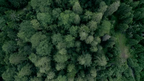 Aerial View of Verdant Forest and Winding Path