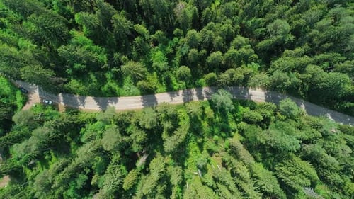 Aerial View of a Beautiful Road Through the Forest Road Between the Green Trees on a Clear Sunny Day
