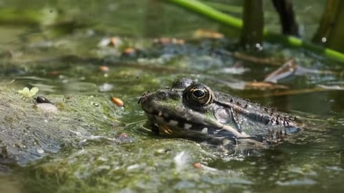 Portrait of Frog Sits on the Shore By the River Close Up