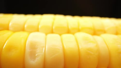 Extreme Close Up of Moist Yellow Corn on Cob