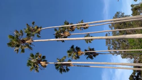 Tropical Palm Trees Against Vivid Blue Sky