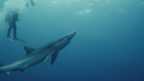 Blue Shark in the ocean with divers at a shark dive in the Azores