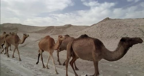 Camels Herd in the desert