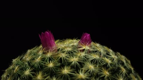 Cactus Blossoming Flowers in Time Lapse