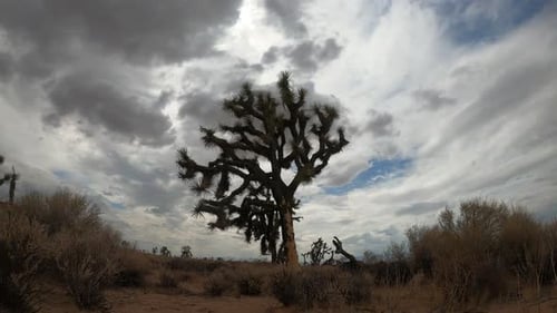 A Joshua tree stands tall in the Mojave Desert landscape with a dramatic, stormy cloudscape overhead