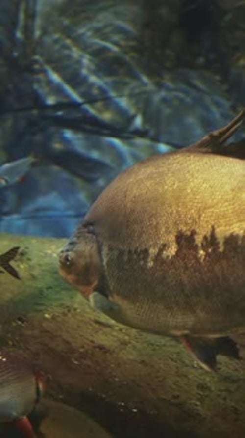 Black Pacu Swim In Aquarium
