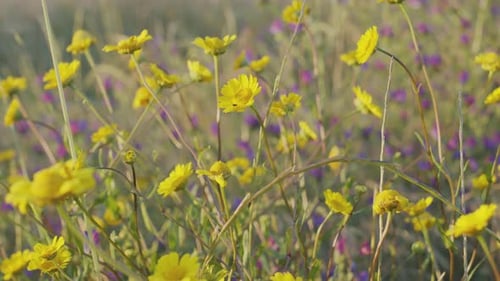 Yellow wild flowers or meadow flowers in the meadow, closeup.
