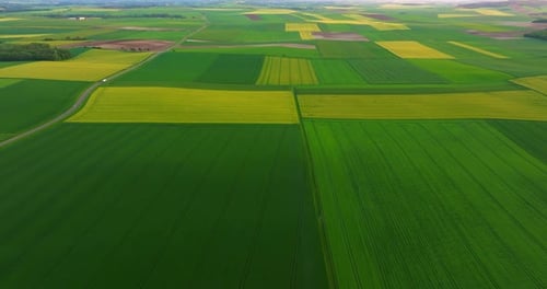 Aerial View of Green Fields and Sun in the Sky Beautiful View of Endless Green Agricultural Field in