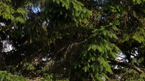 Green Evergreen Tree Branches Against Blue Sky