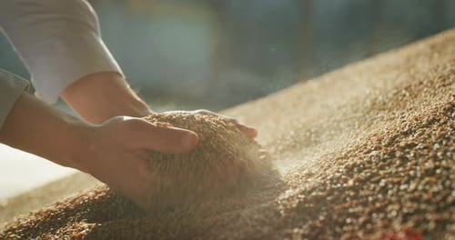 Close up shot of an young successful man farmer is controlling with his hands at the moment harves