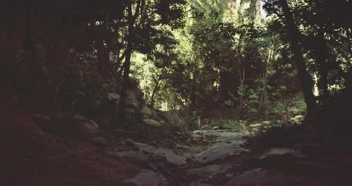 Serene Forest Pathway in Daylight Showcasing Lush Greenery and Natural Beauty