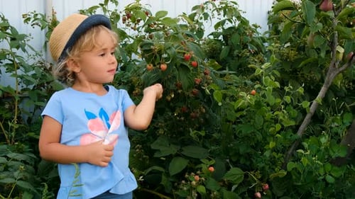 A Child Harvests Raspberries in the Garden Selective Focus