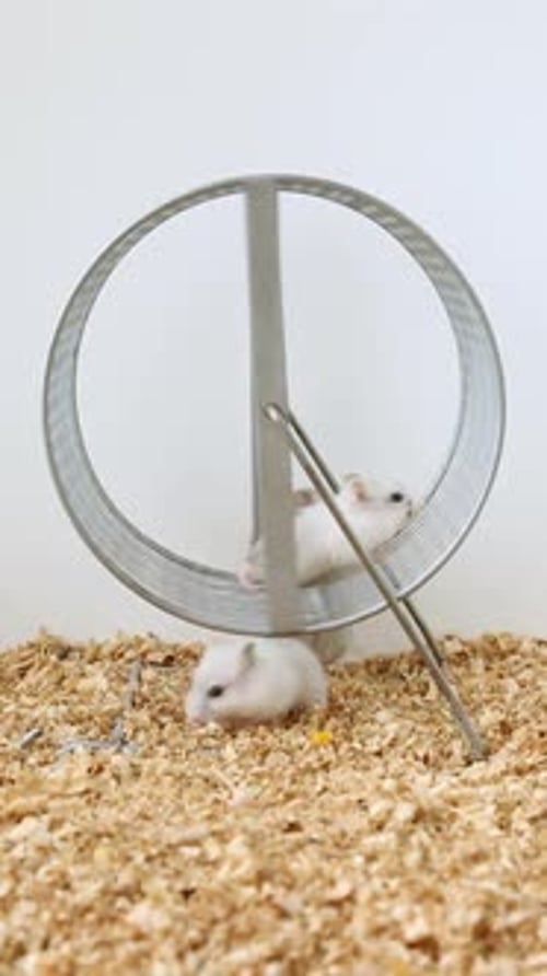 Little Hamsters Ride Run on a Wheel A White Mouse Crawls on the Wheel Animal