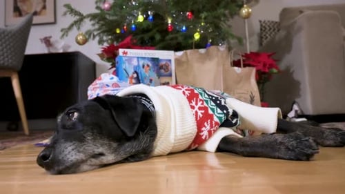 Dog Wearing Christmas Sweater Lying Under Tree