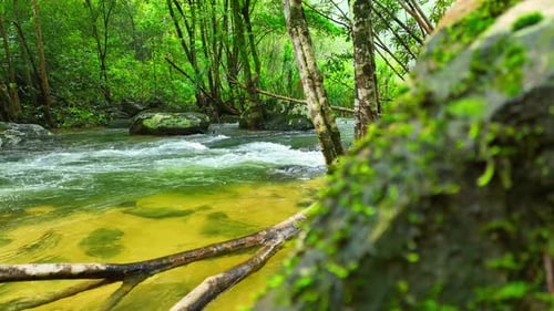 Jaw-dropping stream in vibrant tropical paradise.