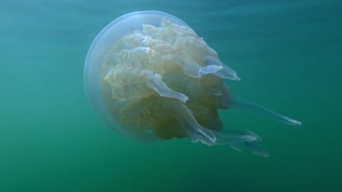 Back view of Jellyfish swimming below water surface on a sunny day