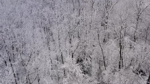 Slow aerial dolly forward of a spooky winter forest. Hoar frost on the trees. 4k.