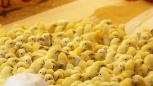 Many Yellow Chicks Huddle Together on Farm