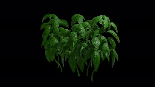 Realistic Green Plant Swaying in Gentle Wind Loop