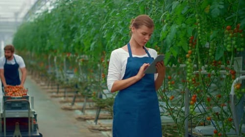 Woman uses tablet in greenhouse with tomato crop