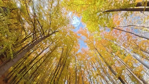 Low Angle View of Tall Trees with Yellow Autumn Leaves in Forest Beautiful Fall Foliage Against Blue