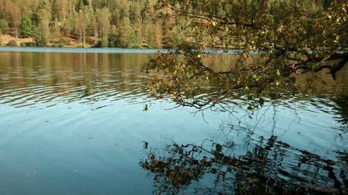 Galhos de uma árvore que quase toca a água e você pode ver que ela se reflete na água