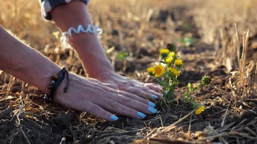 Weibliche Hände einer Bäuerin, die in der Sommersaison schöne gelbe Blumen in den Boden pflanzt Arme von