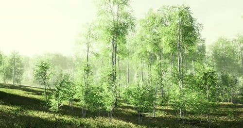 Lush Green Forest Under Soft Light with Young Trees and Vibrant Foliage