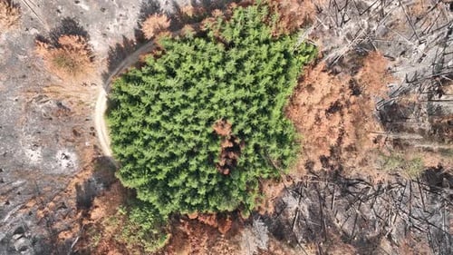 Birds Eye Aerial View of Green Conifer Grove in the Middle of Burnt Forest, Wildfire Aftermath, Top