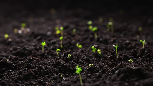 Seedlings Growing in Time Lapse