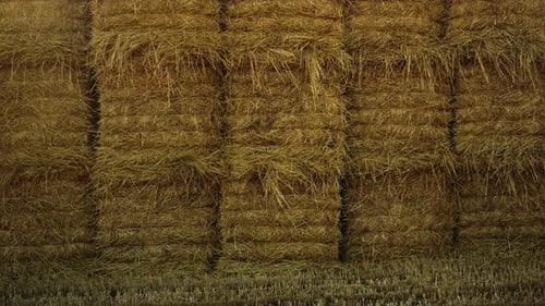 Golden harvested hay bales lying on stubble field in autumn countryside