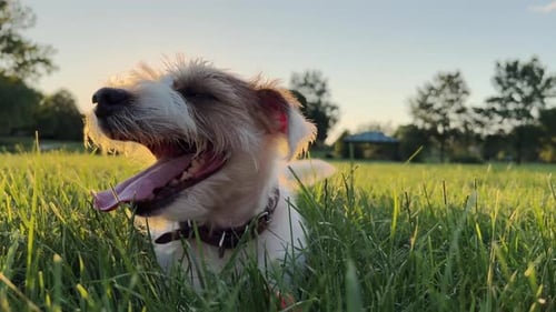 Happy Terrier Dog Lounging in Grassy Field at Sunset