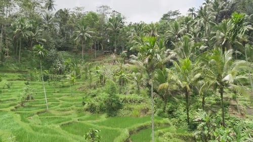 Awesome view of scenic rice terraces in Bali, Indonesia